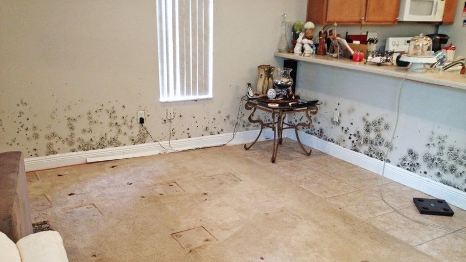Mold growth on a basement wall in a Maryland home